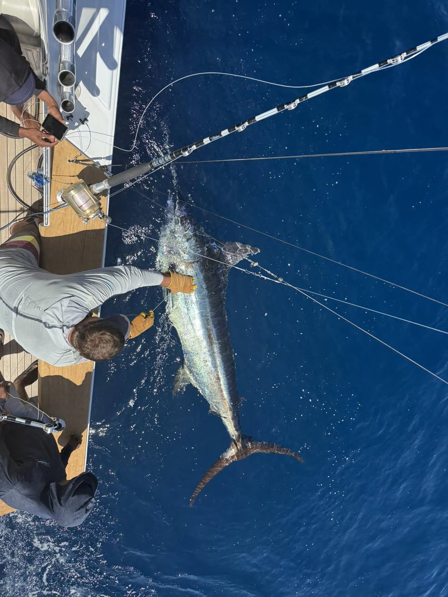 Billfish Report tweet media