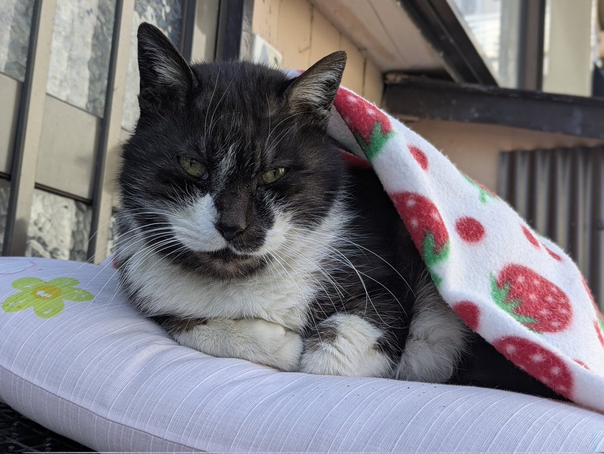 ⑦⑨③ tweet media