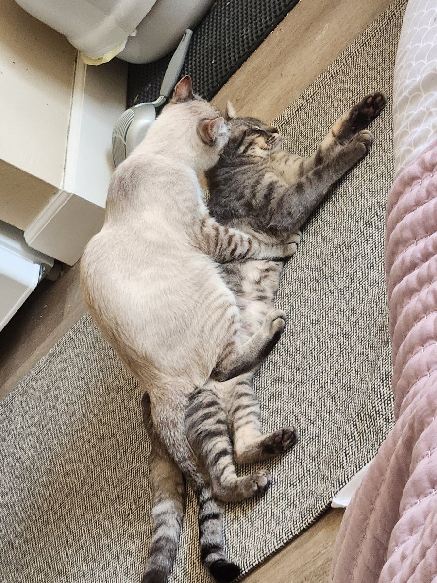 lentil & bowser 🩶 walter & bonkers 🌈 tweet media