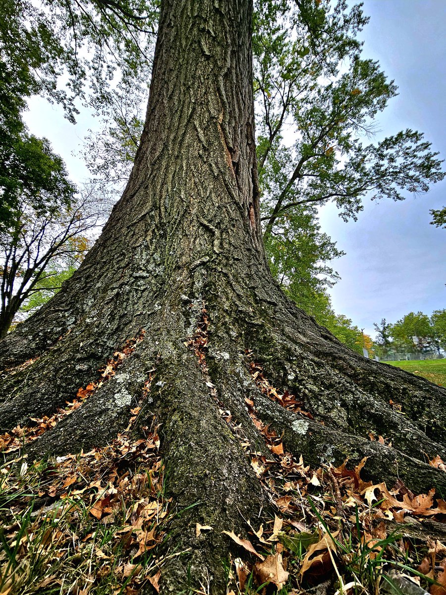 Carlac_Bird tweet media