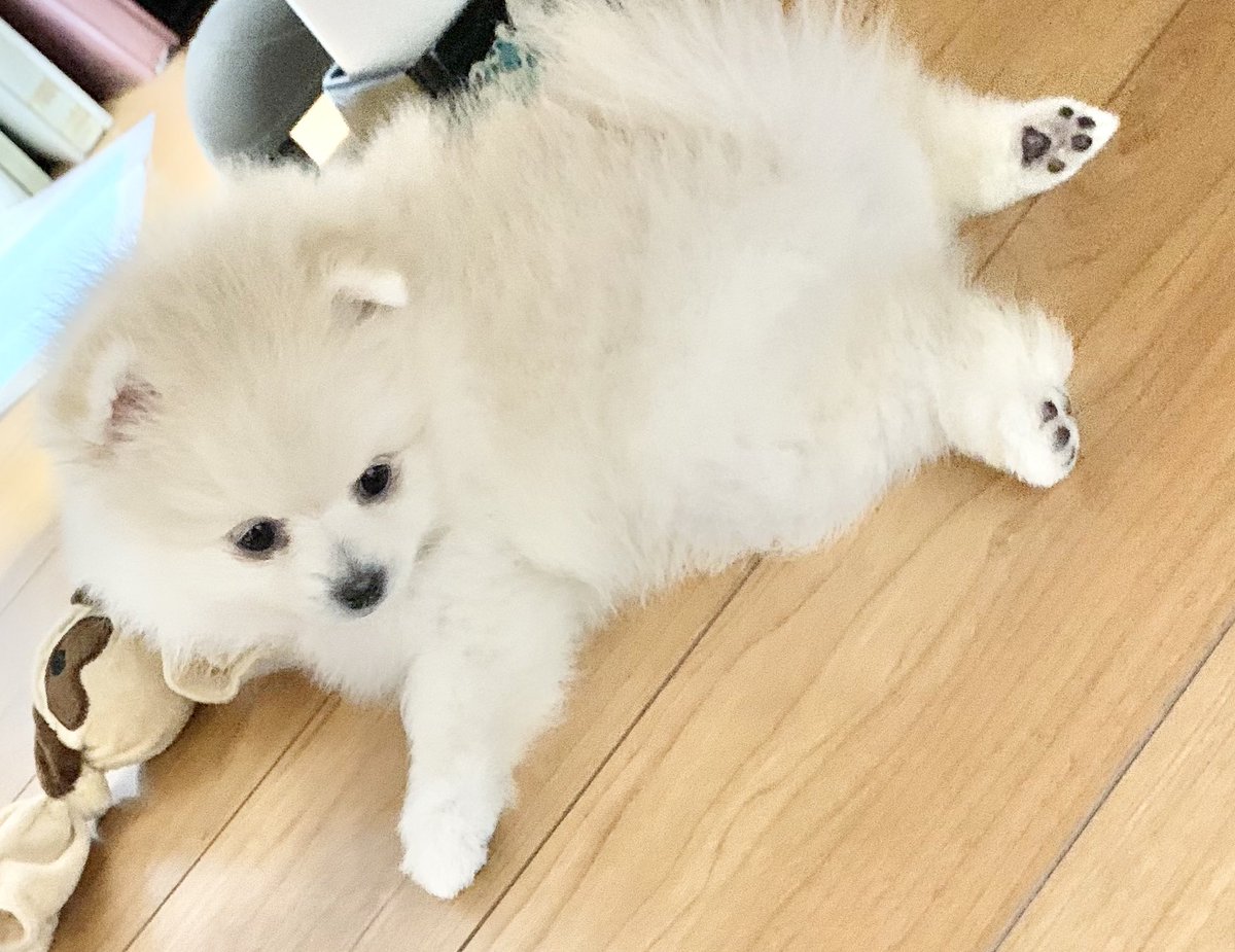 ポメころびページです＊ ポメ