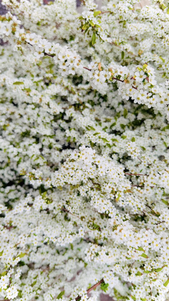 西村美香=YOSHIMA tweet media