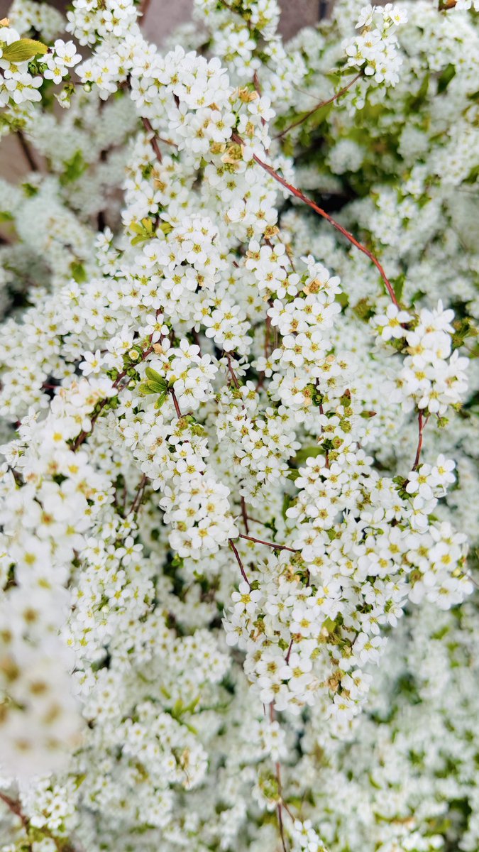 西村美香=YOSHIMA tweet media