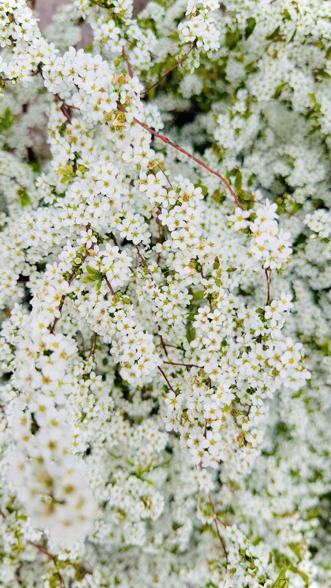 西村美香=YOSHIMA tweet media