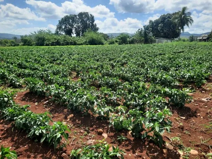 Yanetsy Terry Gutiérrez tweet media