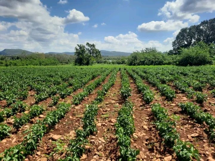 Yanetsy Terry Gutiérrez tweet media