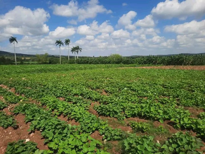 Yanetsy Terry Gutiérrez tweet media