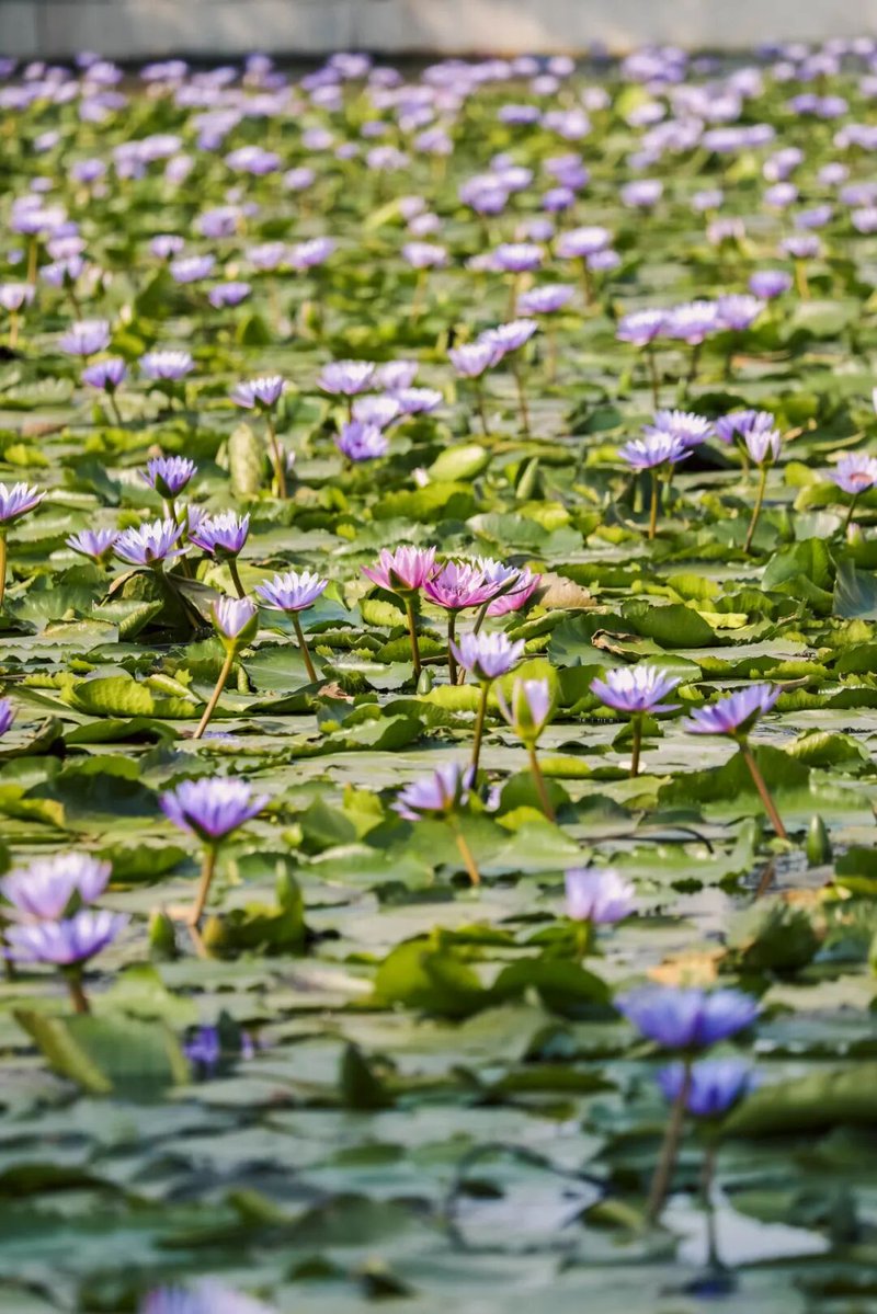 刘红兵（互fo） tweet media