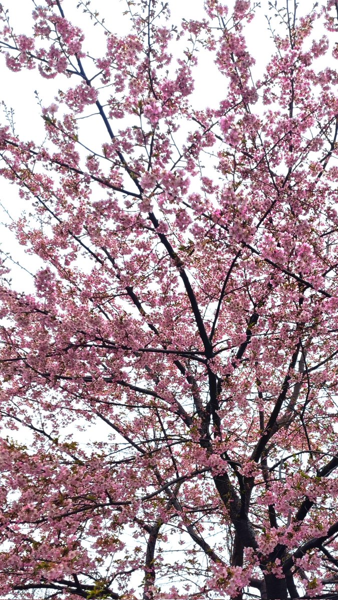 Humming 3 tweet media