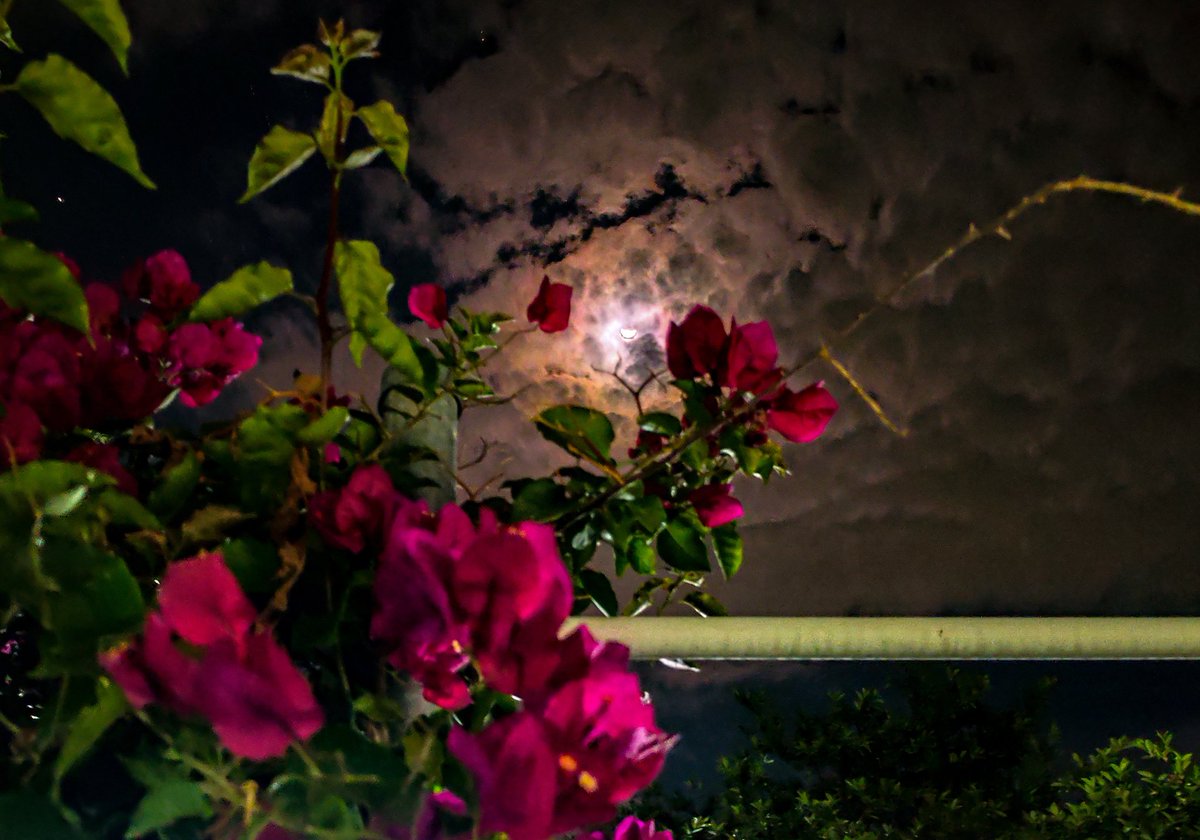 Zaragoza tweet media