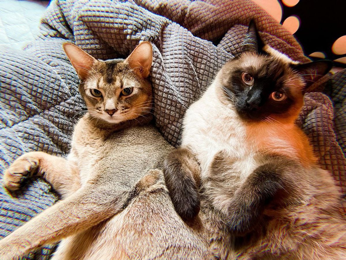 พี่จ่าดอ555.(slow) tweet media