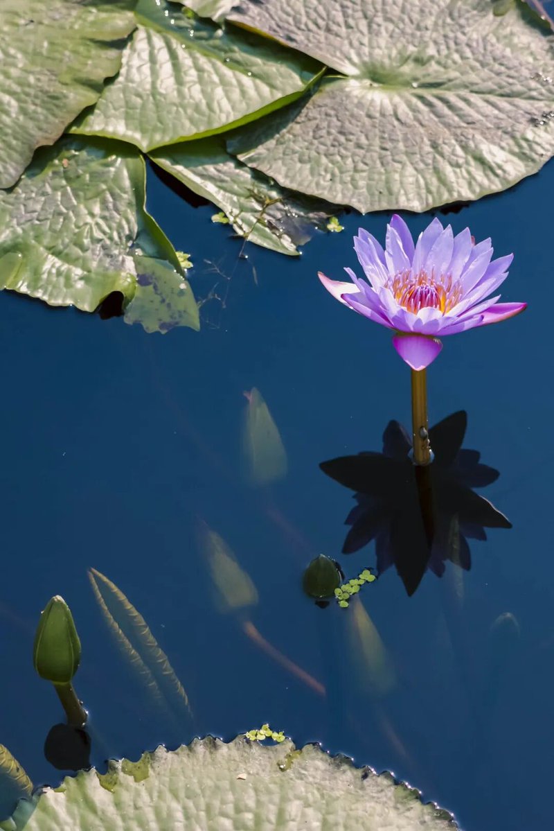 刘红兵（互fo） tweet media