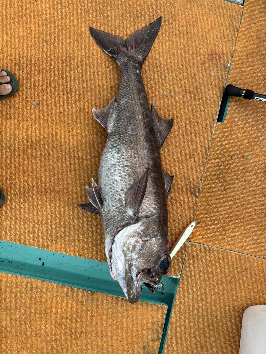 #深海魚
でかくろむつ