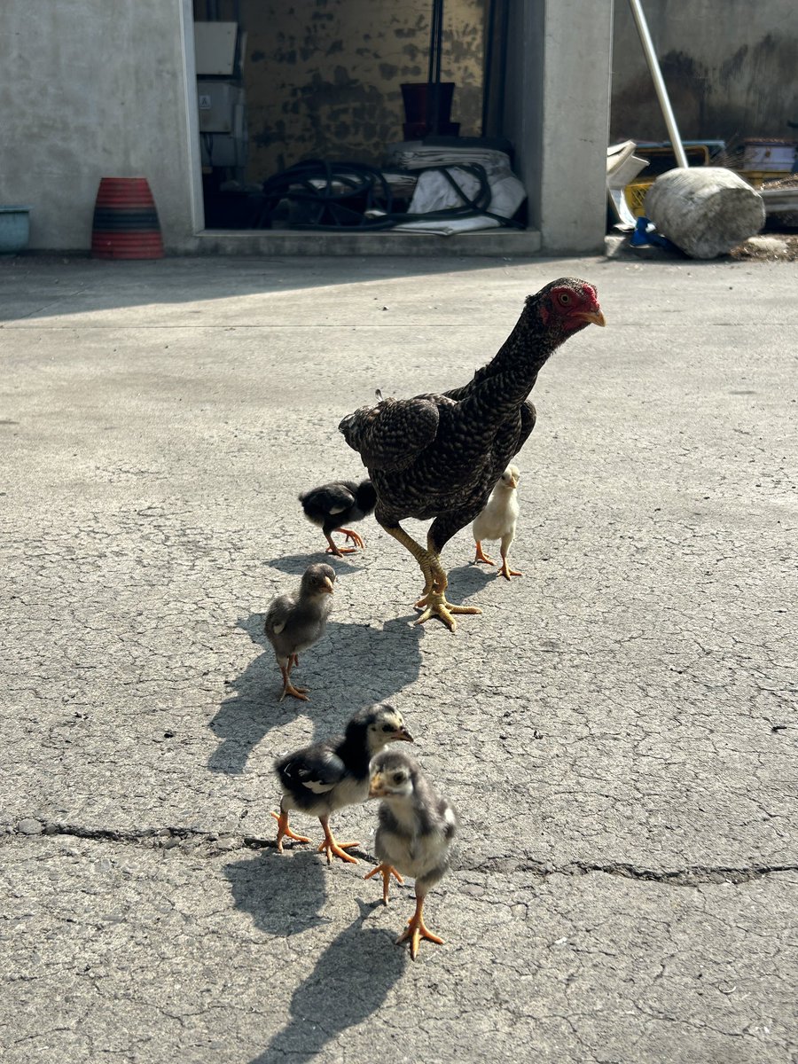 噬酒屍唯唯｜練巨人 tweet media