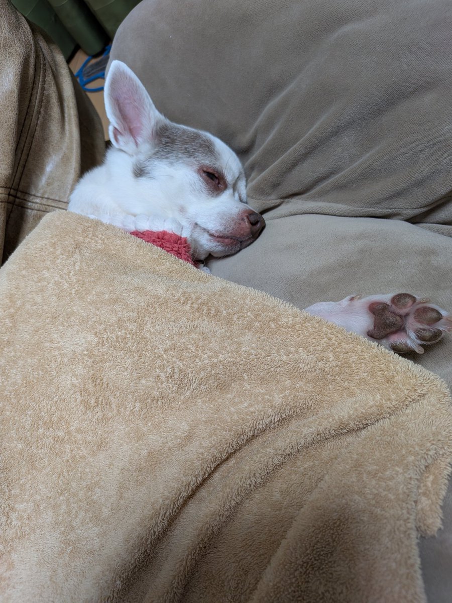 ミルキー tweet media