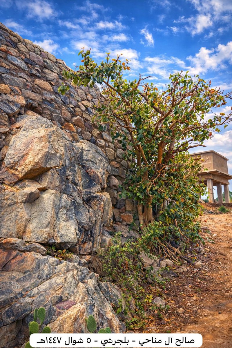 Saleh Al-Manahi tweet media