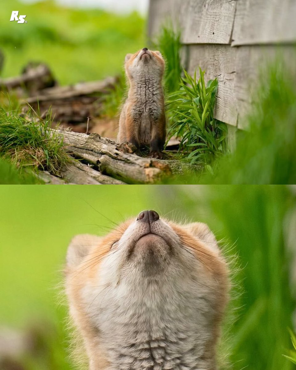 🍁 𝓣𝓱𝓮 𝓕𝓸𝔁 𝓛𝓲𝓯𝓮 🌾🦊 tweet media