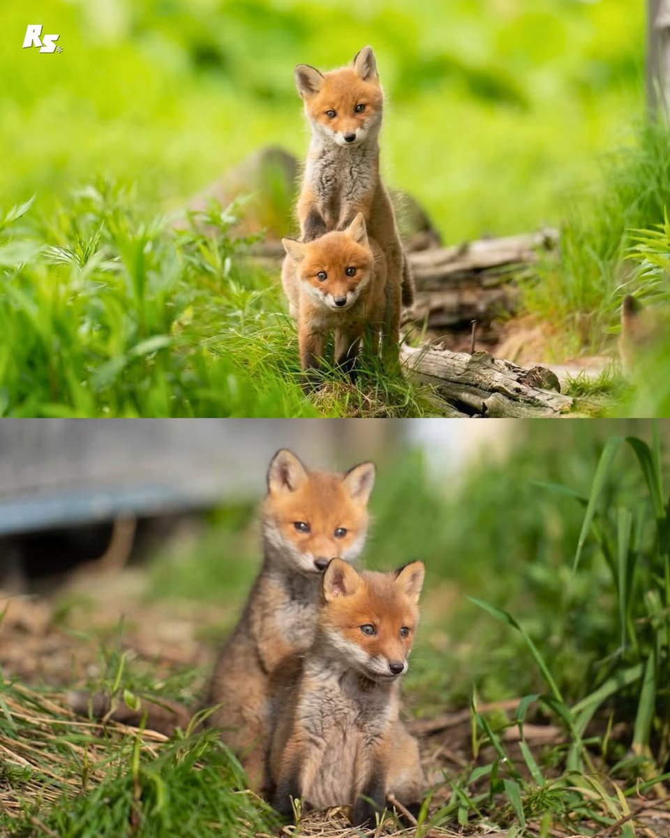 🍁 𝓣𝓱𝓮 𝓕𝓸𝔁 𝓛𝓲𝓯𝓮 🌾🦊 tweet media