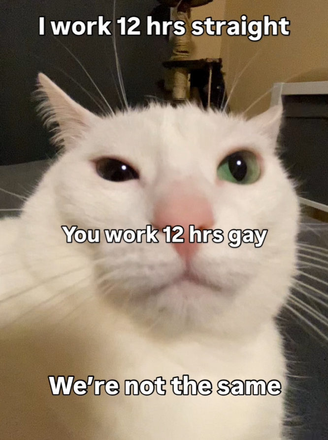 Gay Frog 🏳️⚧️ tweet media