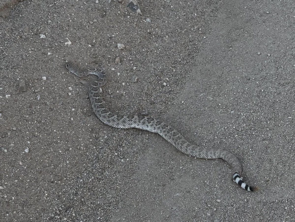 The Metaxy tweet media