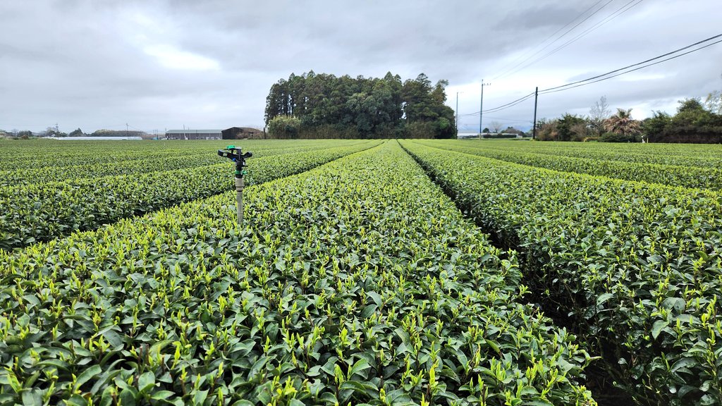 (株)カノヤ宮下製茶@鉄のメンタル tweet media