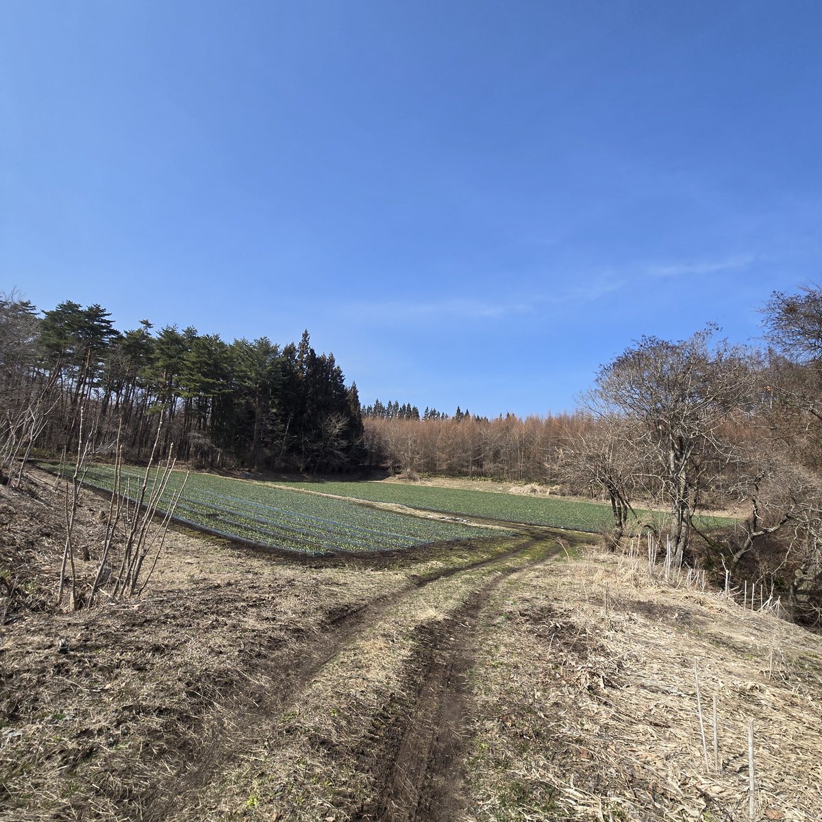 ヴァンラーレ八戸農業部🧄 tweet media