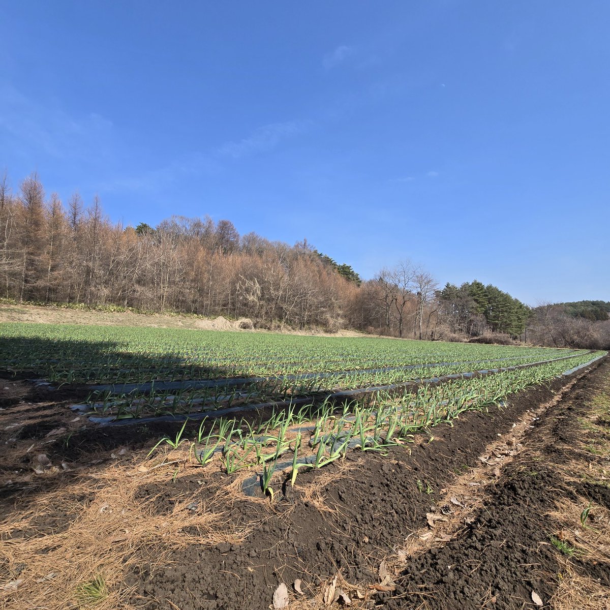 ヴァンラーレ八戸農業部🧄 tweet media