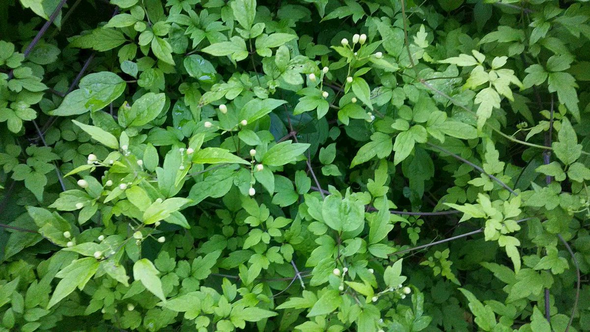 セキレイ書店・世界一小さな絵本原画イラスト美術館 tweet media