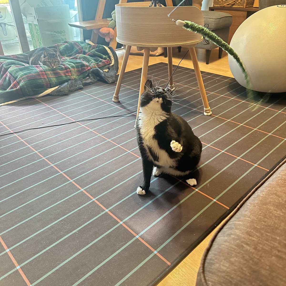 가족찾는 궁이🖤 tweet media