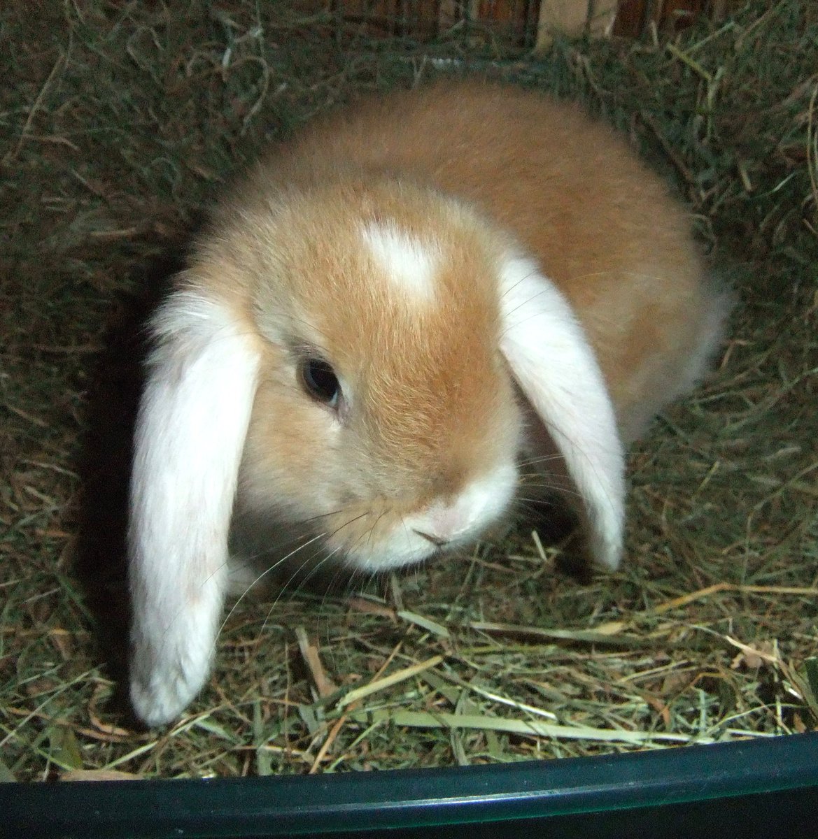 The Tranquil Rabbit Sanctuary. tweet media