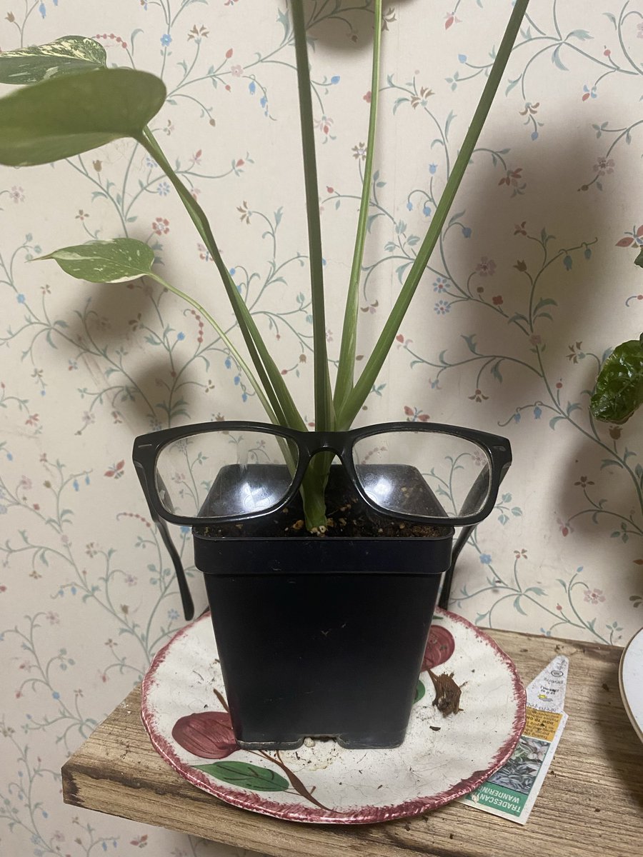 RandomGhoul (SKELETOUR 2025) tweet media