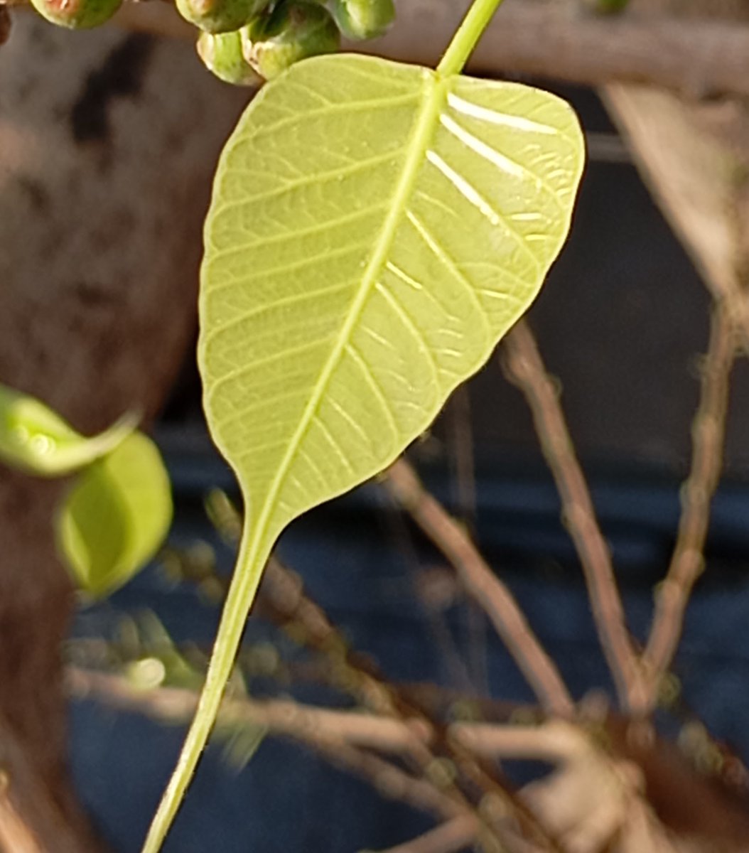 व्यास जी कहते हैं -जो #जलाशय के तट पर चारों ओर पवित्र वृक्षों को लगाता है उसके पुण्य फल का वर्णन नहीं किया जा सकता। जलाशय के समीप #पीपल का वृक्ष लगाकर मनुष्य जिस फल को प्राप्त करता है वह सैकड़ों यज्ञों से भी नहीं मिल सकता।
आइए हम भी इस पुण्य के भागी बनें।