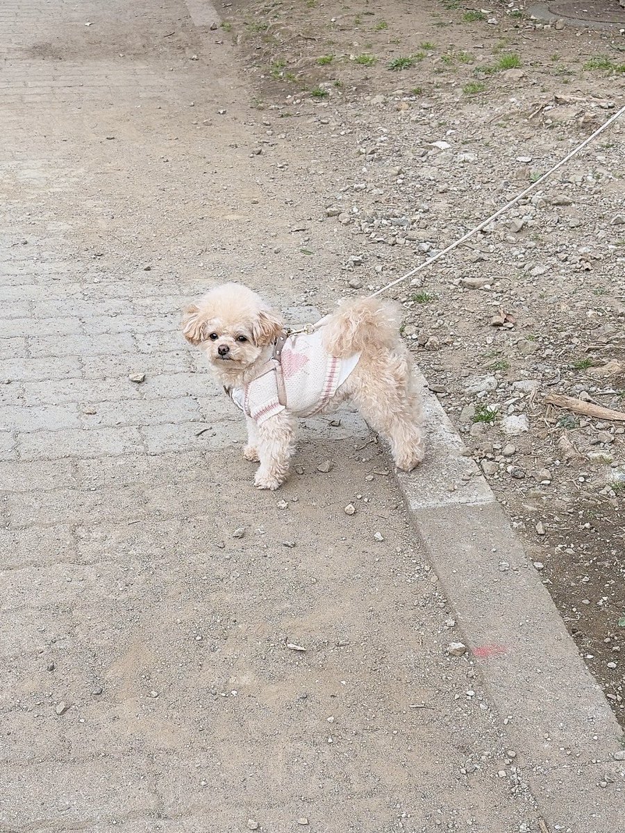 LinaBelltan's tweet photo. 同じところをクンクン🐶
おそろいの洋服着てお散歩🐾
#愛犬 #散歩 #犬のいる暮らし #犬のいる幸せ #moncheri #モンシェリ https://t.co/Ljo8da8TaC