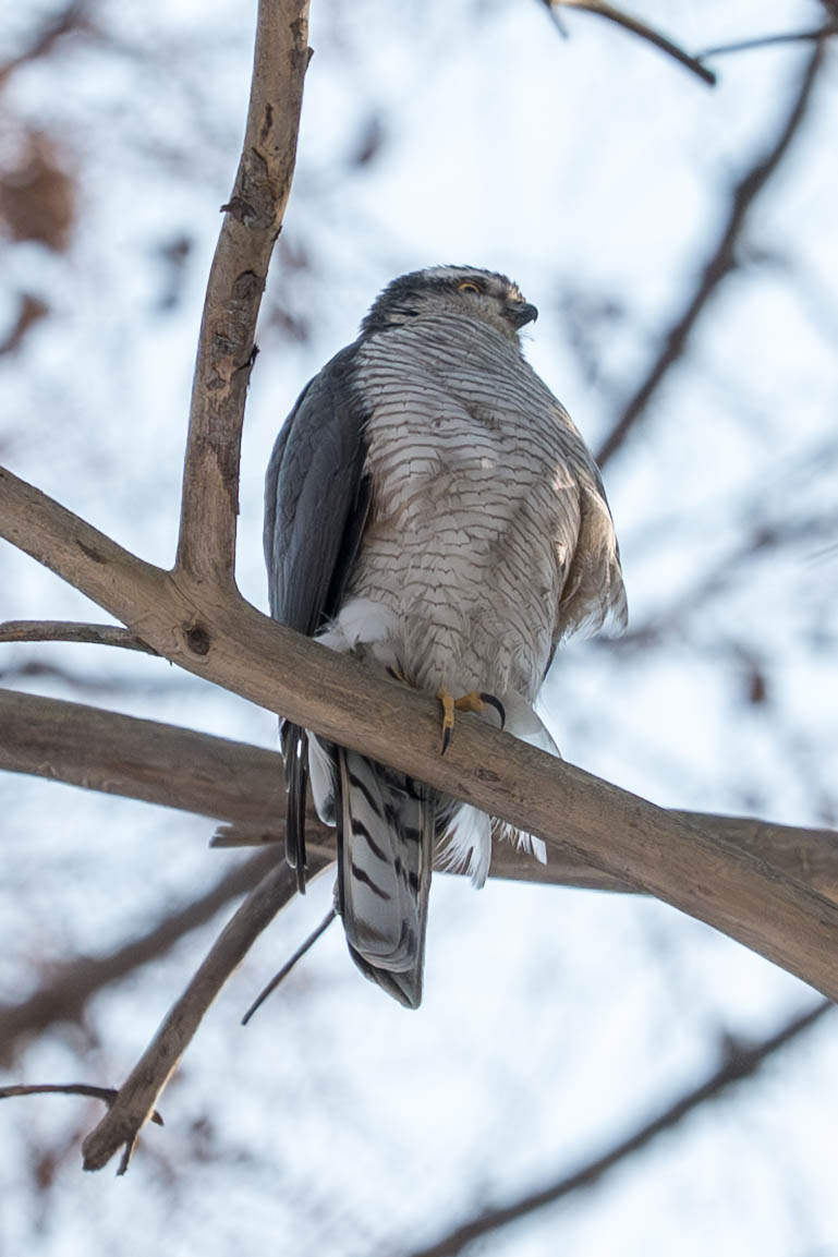 ヒロ福地 tweet media