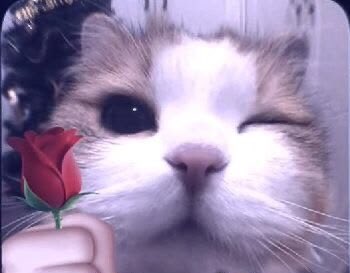 ˚ ༘ broccoli🥦𖦹⋆｡˚ tweet media