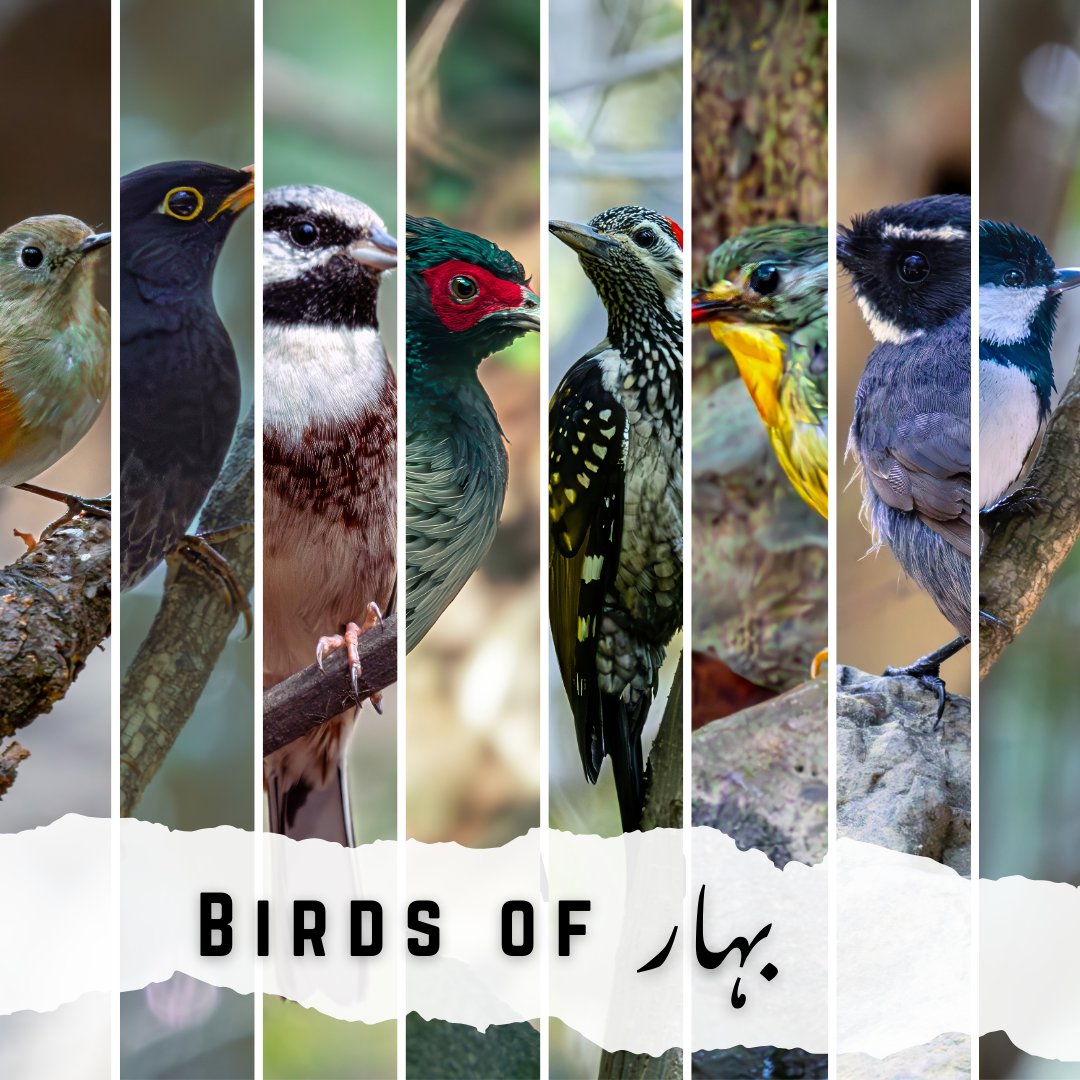 Since Islamabad is the talk of the town in this thread I share some amazing birds of Islamabad photographed two weeks ago
While spring and nesting season is still on

Enjoy these amazing #birds of #Islamabad 

Watch more in the thread 🧵 👇