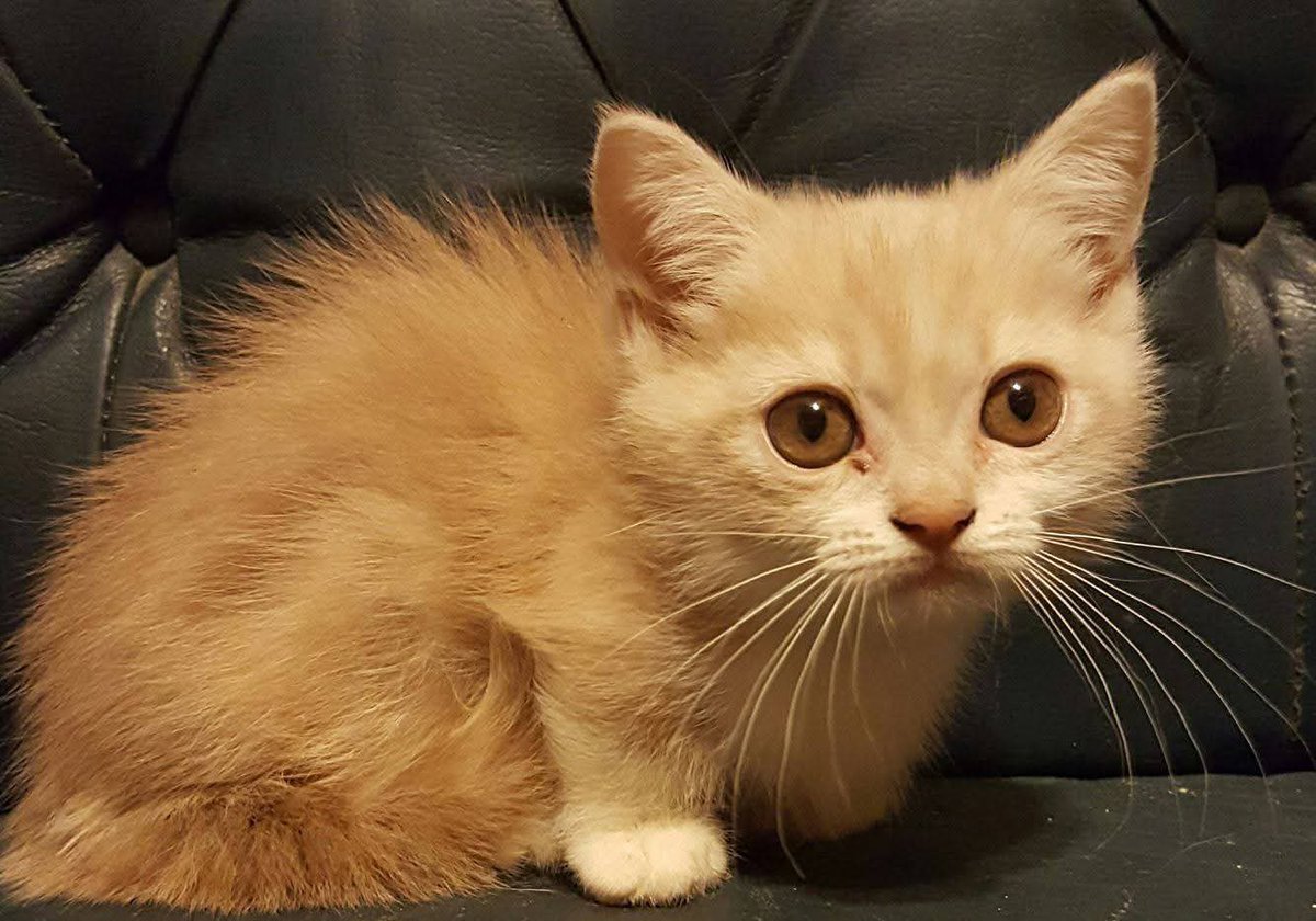 Stephanie Cavinder tweet media