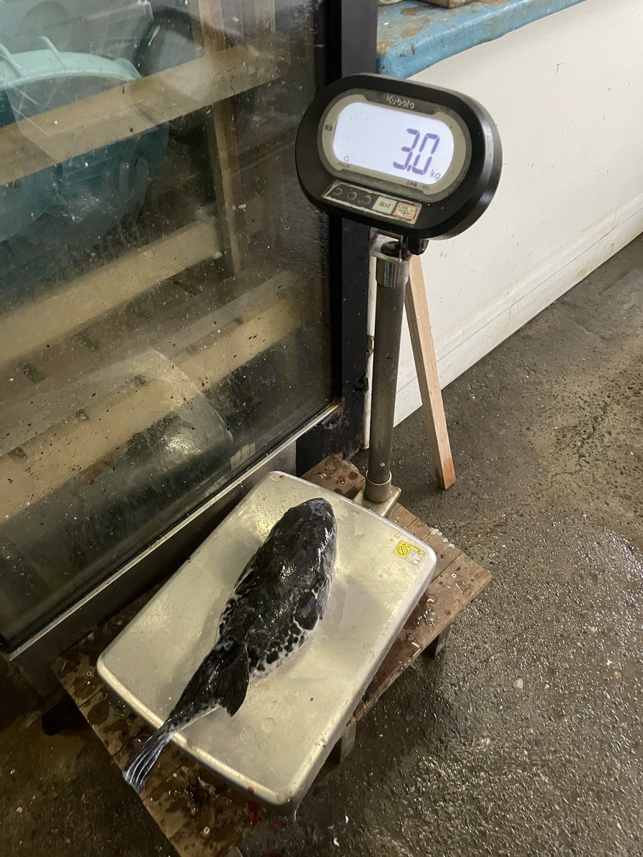 aaa_atsuki_'s tweet photo. 3キロジャスト
トラフグ船じゃないからリリースするか迷ったけど、都���に捌いてくれるところあって良かった🐡 https://t.co/UAhDrnYE1m
