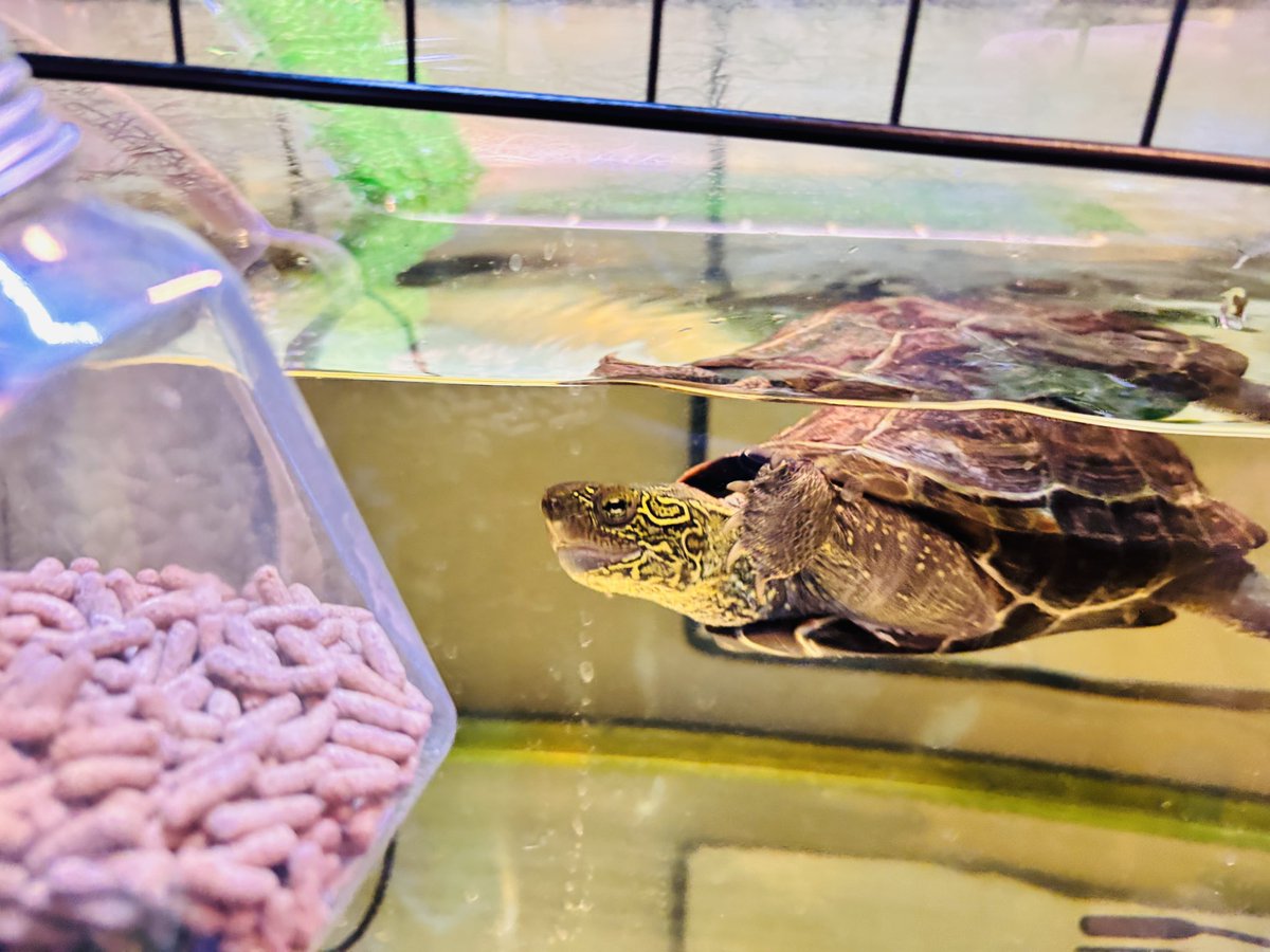 JS2LSB🐢 tweet media