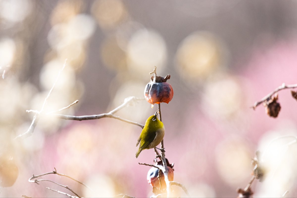 umi_camera86's tweet photo. 梅と柿とジローちゃん
以前つくばの梅祭りで撮影してきました〜

camera:Canon EOS90D
lens:SIGMA150-600sports
data:ISO800 600mm f6.3 1/1000s

#つくば #梅 #柿 #メジロ #Canon #SIGMA
#JapaneseWhiteeye #plumblossoms
#persimmon https://t.co/qNbRLytix2
