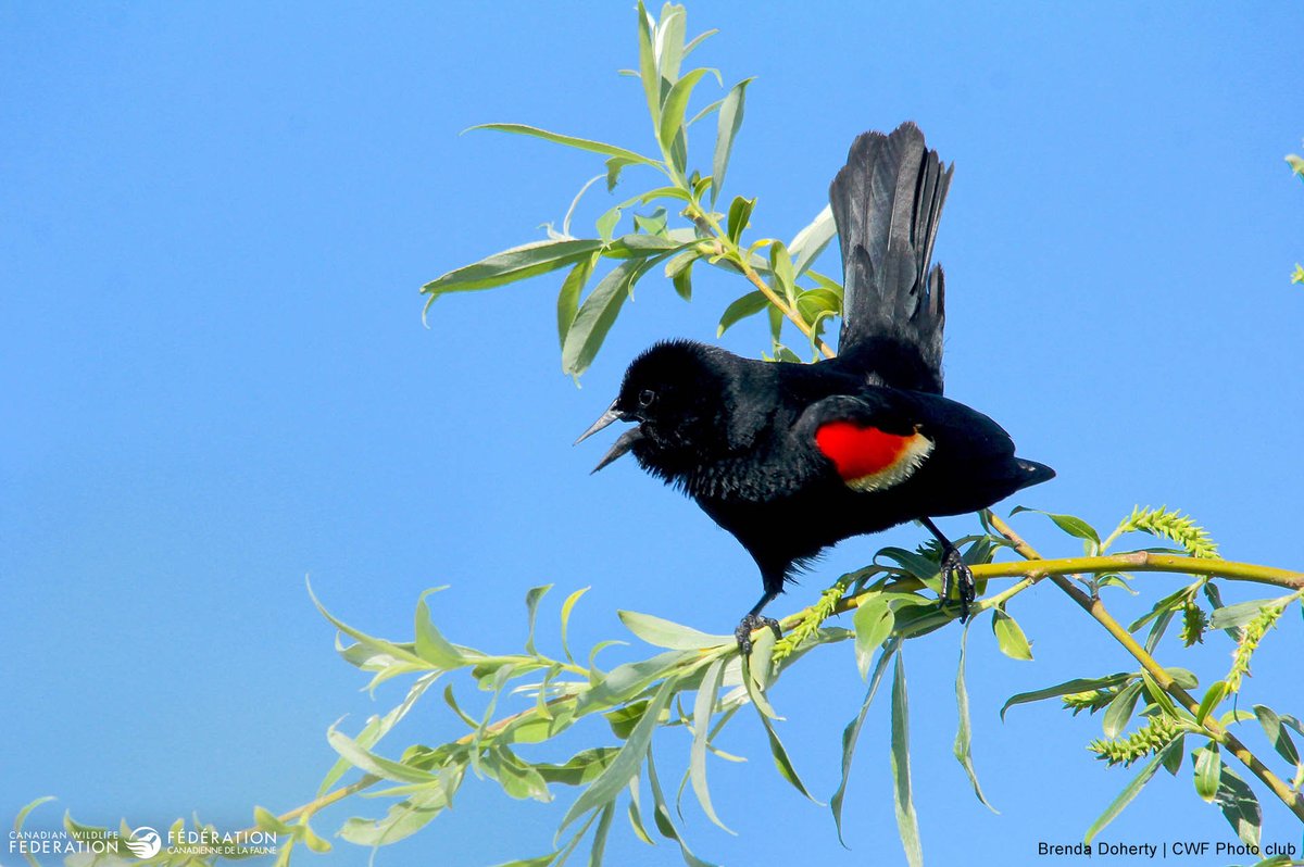 Canadian Wildlife Federation tweet media