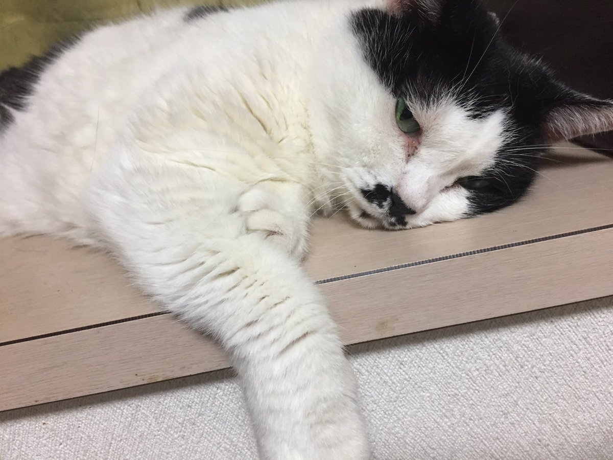 猫吸い tweet media