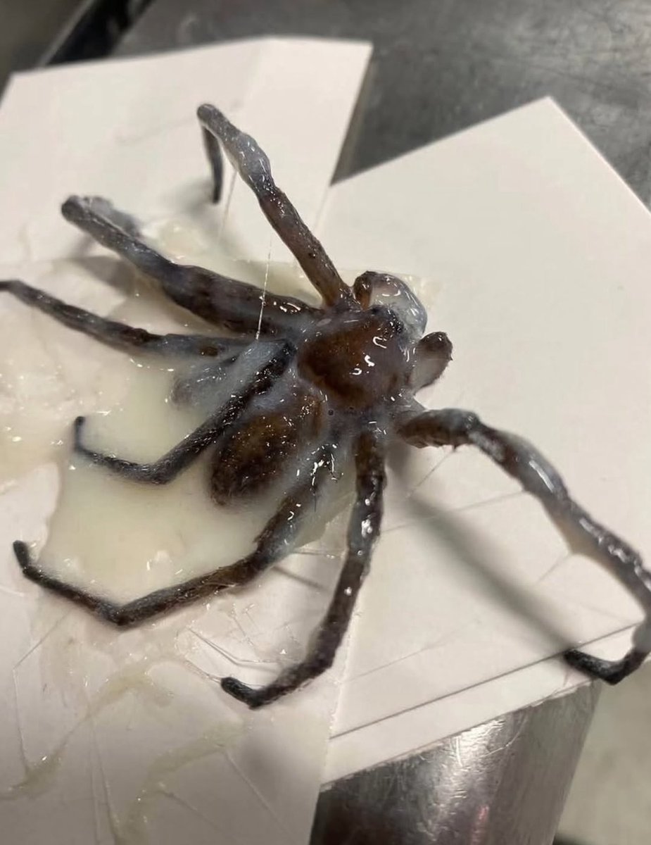 𝘛𝘖𝘈𝘚𝘛.🇮🇹 tweet media