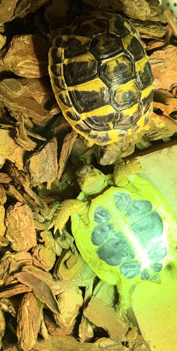 AGタートルラボ tweet media