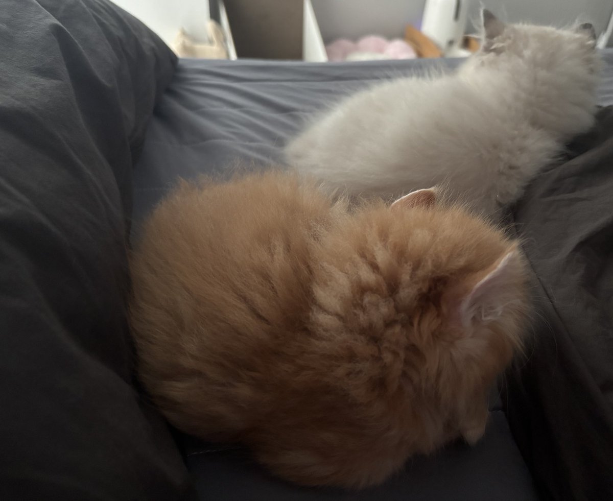 모이로 냐아😈🐈‍⬛ tweet media