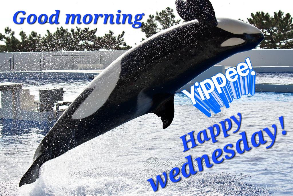 TAO CHAN 🪷 ZEN tweet media