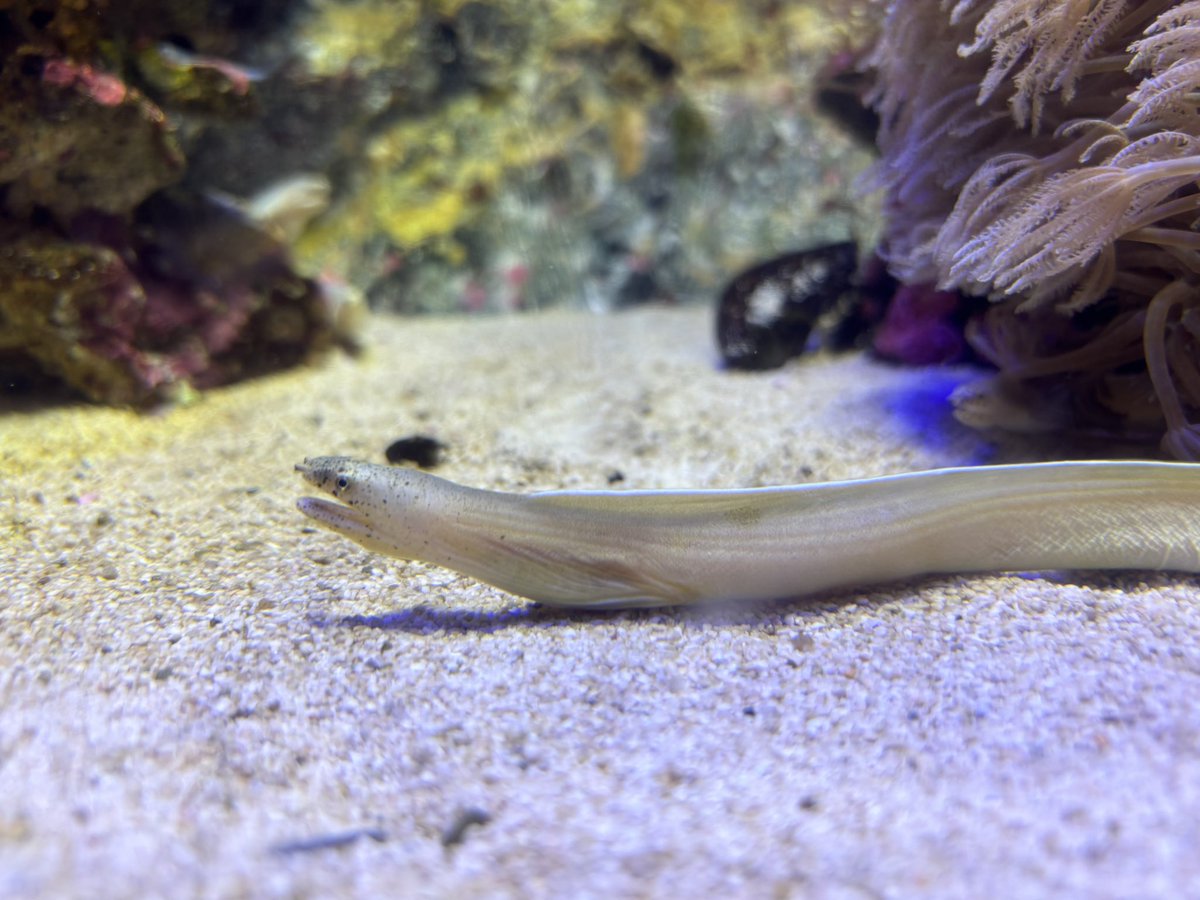 汐見 彩音(しおみ あやね) tweet media