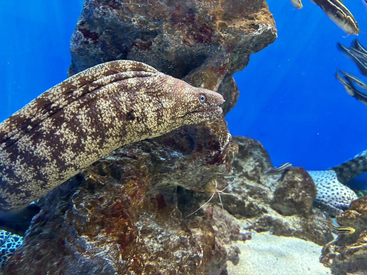 汐見 彩音(しおみ あやね) tweet media