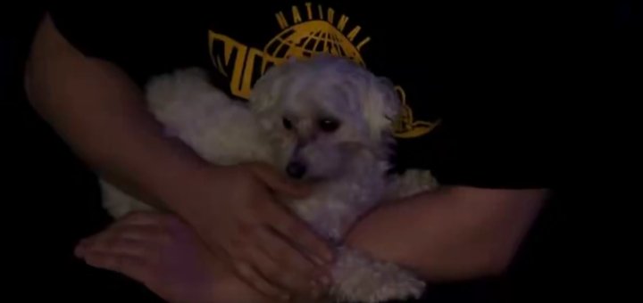 Dino🐺C🤘 tweet media