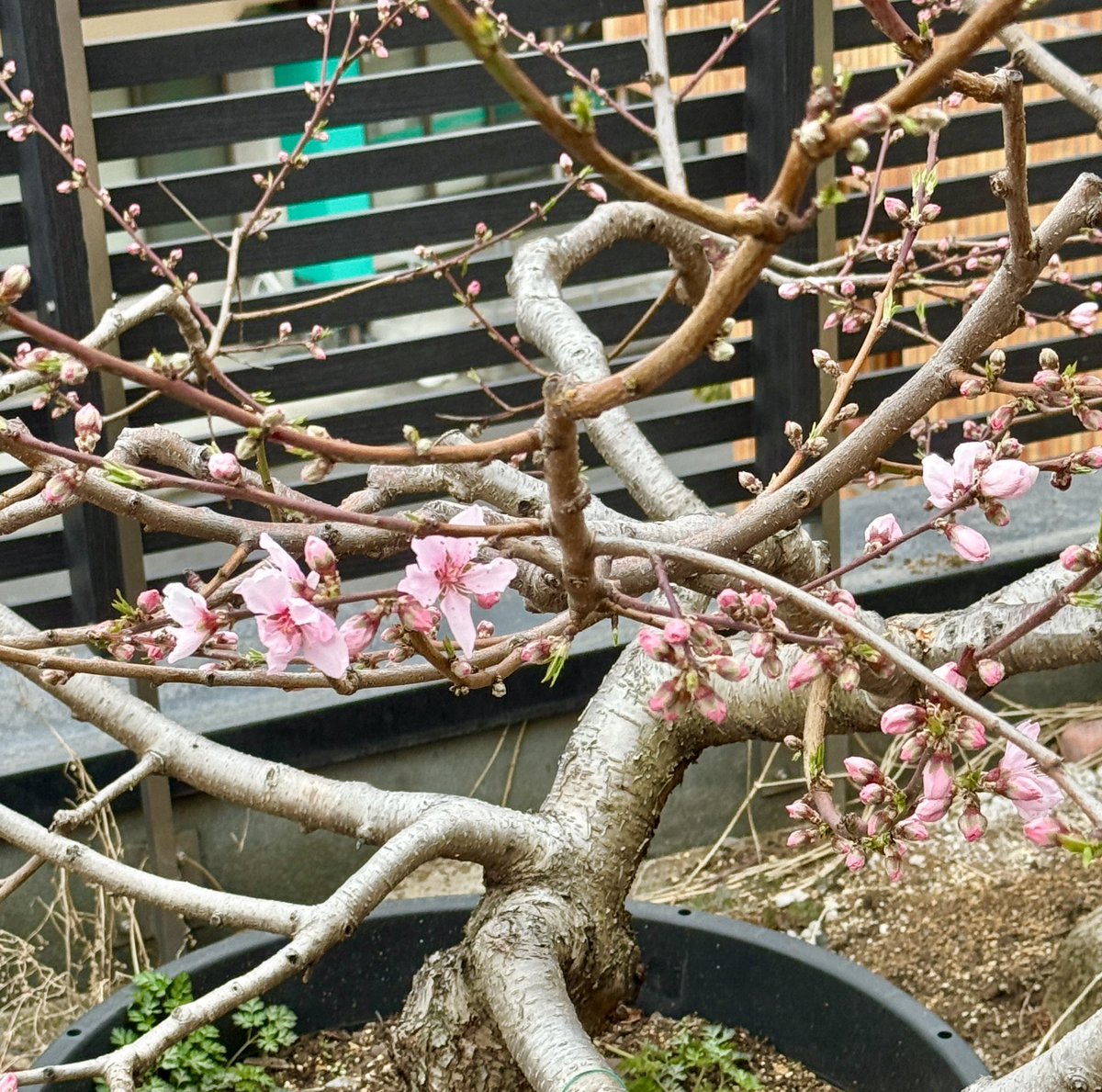 果樹栽培が大好き tweet media